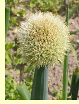Семенники лука репчатого (Allium cera L) Семенники лука репчатого (Allium cera L)